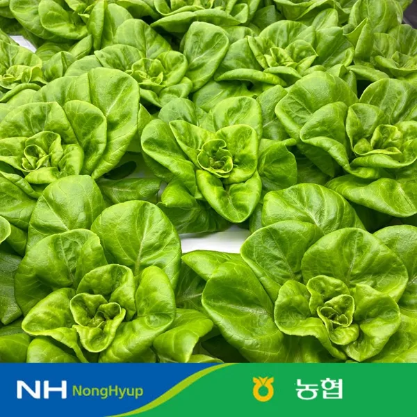 농협 샐러드 쌈채소 1kg 3~4종