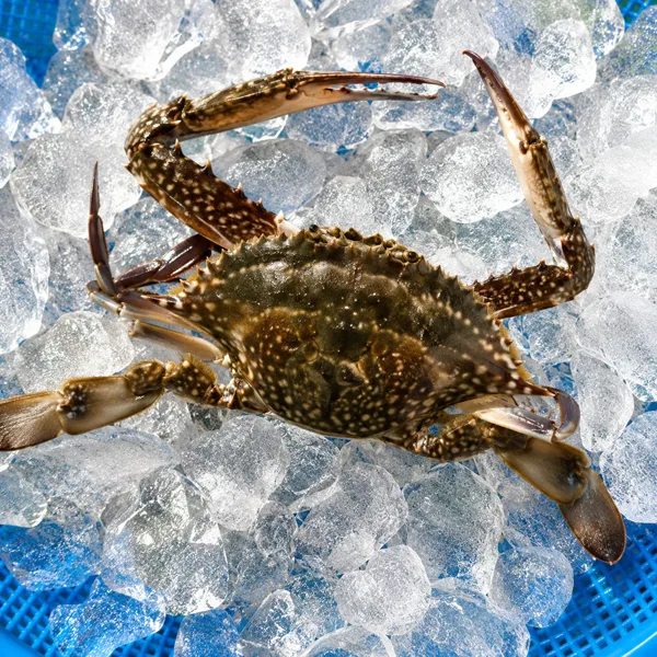 제철 생물 활숫꽃게 2kg 6-10미 네멤슈퍼적립