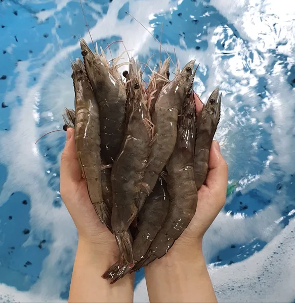 당일작업 생물 흰다리새우 1kg 29미(특)