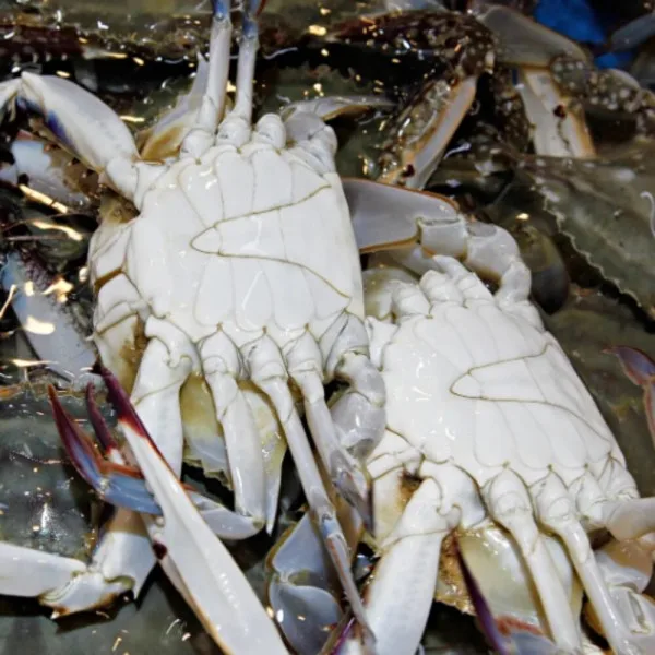 국내산 당일조업 활 숫꽃게 1kg+1kg