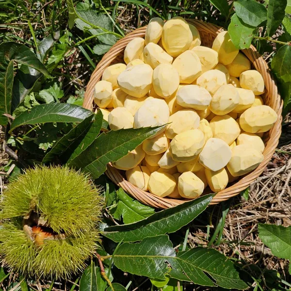 부여 유기농 햇 깐밤 1kg 250g 4ea 생율밤 알밤