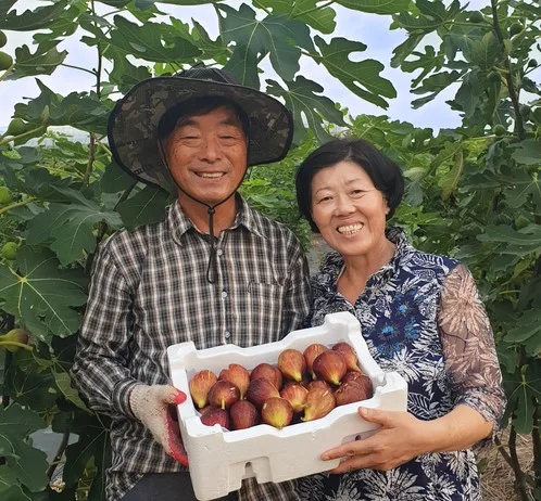전남함평 GAP 무화과 홍무화과 1kg