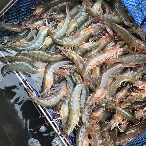 산지직송 신안 흰다리새우1kg 30~40미 내외