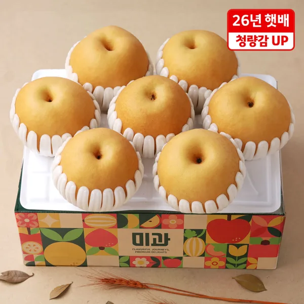 햇 수확 과즙 넘치는 배 3.7kg (5-7과)