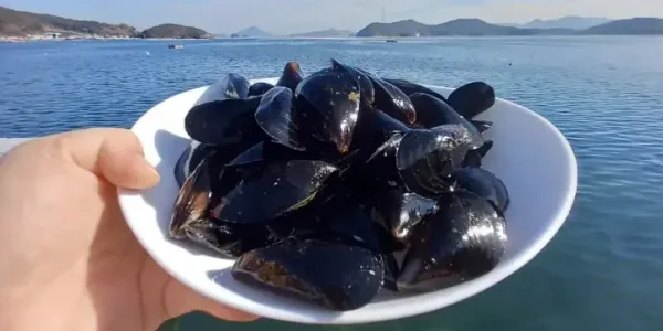 이순신수산 육수좋은 마산 진동 홍합 여수 홍합 5kg