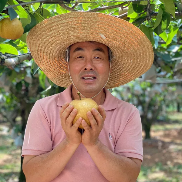 햇 나주배 5kg 6~8과