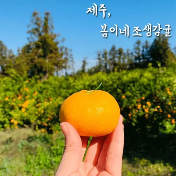 노지 조생감귤 꼬마과 3kg