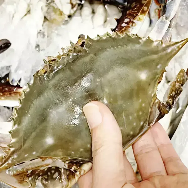 당일조업 서해안 가을 꽃게 대사이즈 생물 2kg (6~9미) 얼음포장