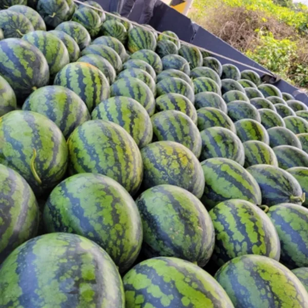 제주 신엄 수박 4kg 내외