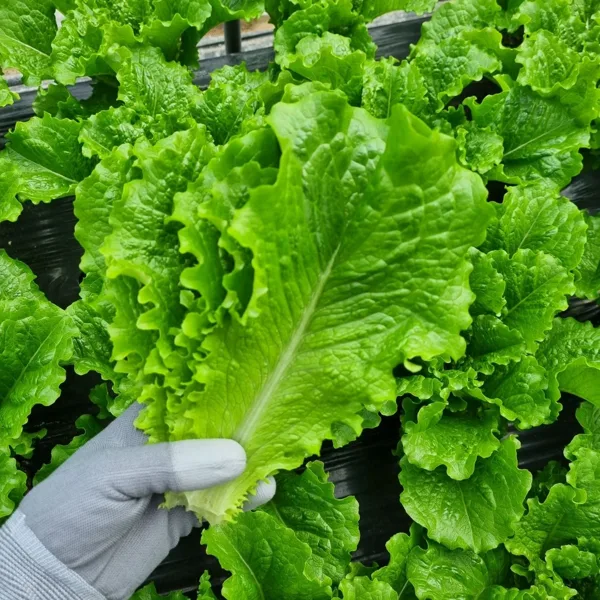 로메인청상추 1kg