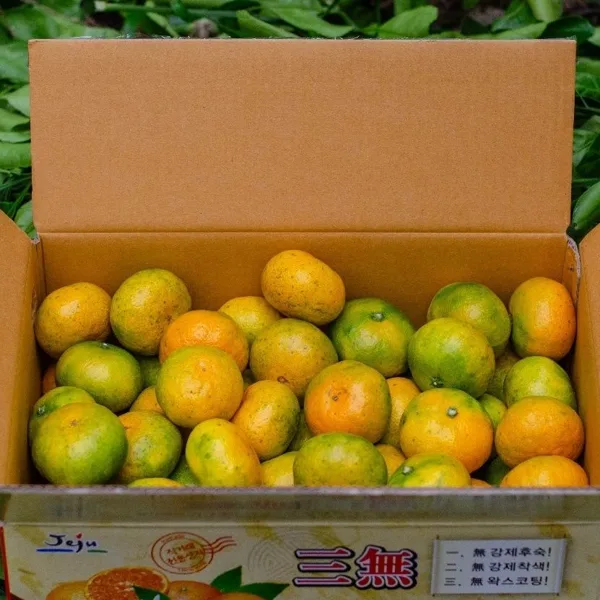 극조생 노지귤 5kg