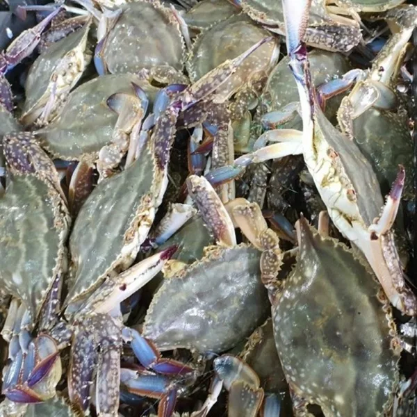 꽃게 수꽃게 2kg