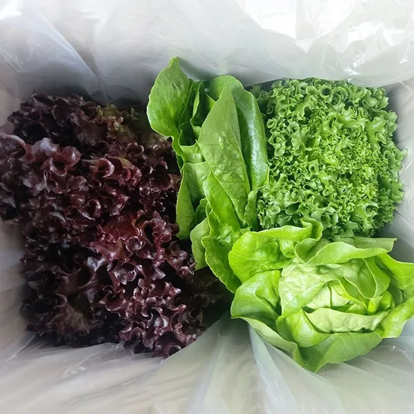 유러피안 샐러드 채소 모음 1kg 2~4종