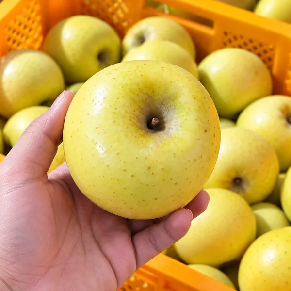 경북 꿀사과 햇 시나노 사과 1kg 6-8과 소과