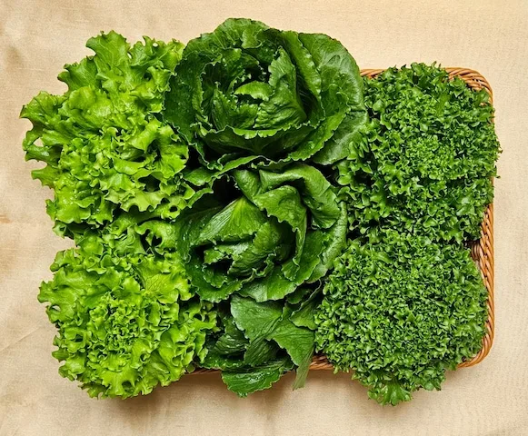 국내산 유러피안 상추 믹스 4종 1kg