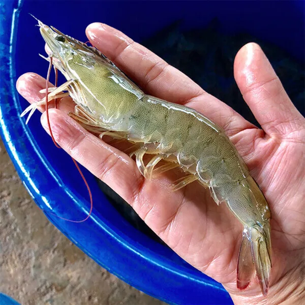 국내산 제철 흰다리 왕새우 1kg(32미 내외)