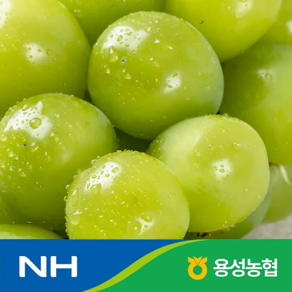 샤인 머스켓  2kg(2-3수) 특품 / 농협 선별