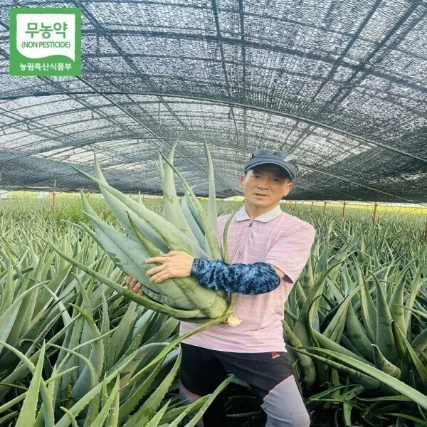 거제도 무농약 알로에 포기 그대로 (뿌리채 15kg이상) 거제숲알로에(거제문씨농장)