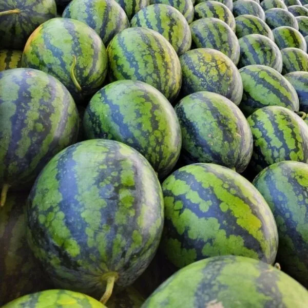 제주 신엄 수박 4kg 내외
