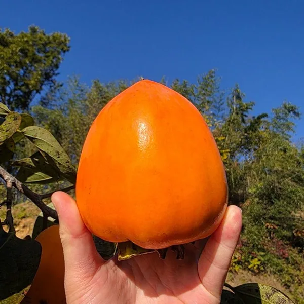 고당도 대봉감 반시 5kg