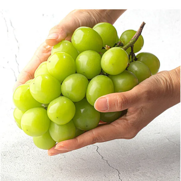 고당도 샤인머스켓 2kg 3~4수