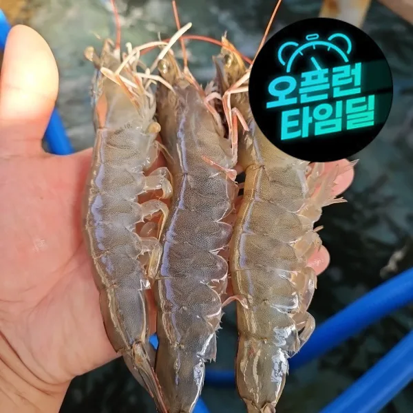 국내산 제철 활 흰다리새우 1kg 대사이즈 (28~32미)