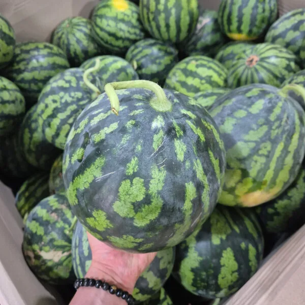 제주 수박 노지수박 3~6kg 다양