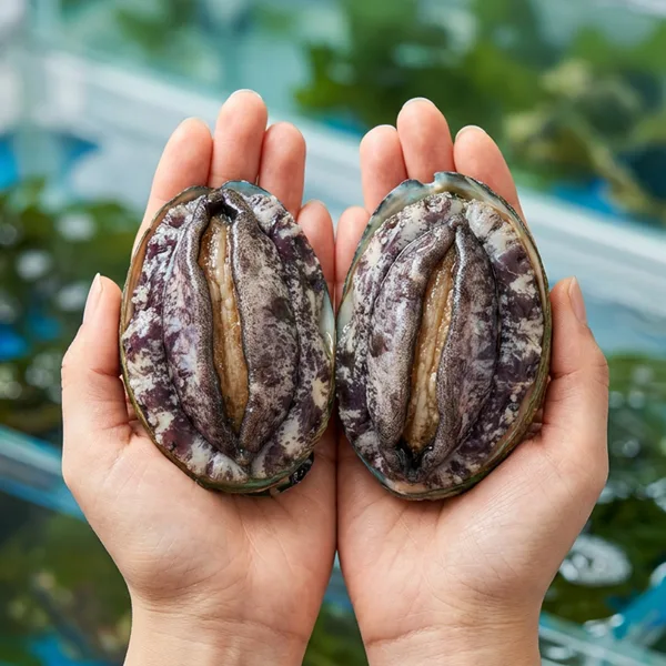 완도 활전복 1kg 산소포장 (11-12미 외 다양)