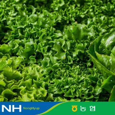 유러피안 샐러드 채소 대용량 1kg 야채믹스