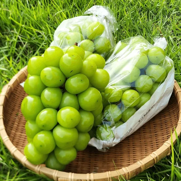 고당도 샤인머스켓 16brix이상 2kg(3-4수)