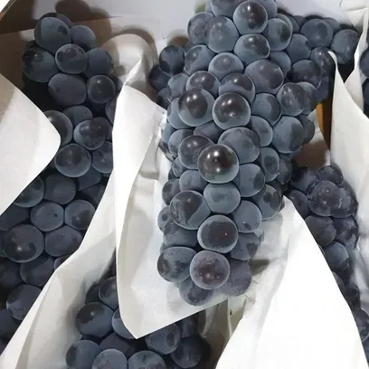 고당도 제철 캠벨포도 1-3kg 특등급 상주 김천포도 하우스 노지