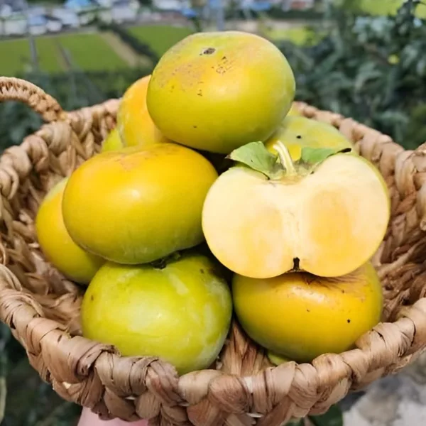 제철 태추단감 중소과 2kg