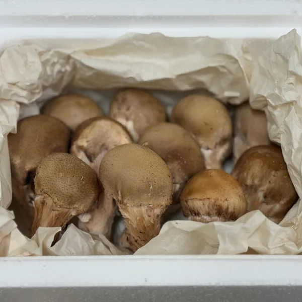 가정용 참송이버섯 500g