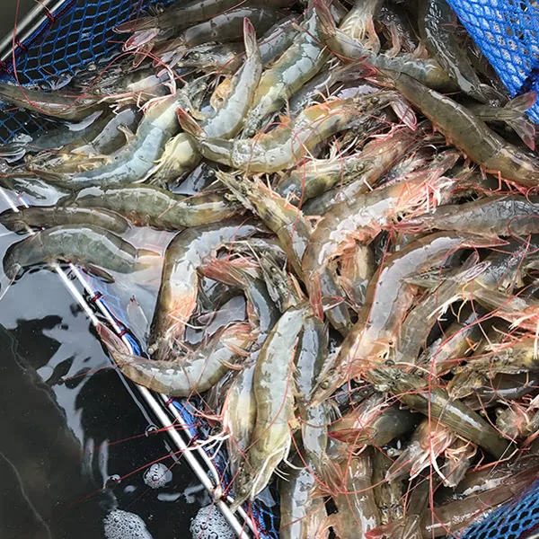 활흰다리새우 30-40미 1kg